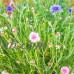 Bachelors Buttons Flower Garden Seeds - Mixed Colors - 1 Oz - Annual Bloom Gardening Blend - Centaurea cyanus   566897931